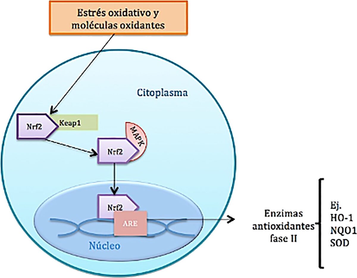 ACTIVADOR DE LA PROTEINA NRF2 X 60 CAPSULAS DE 600 MG SIN TACC - Image 11
